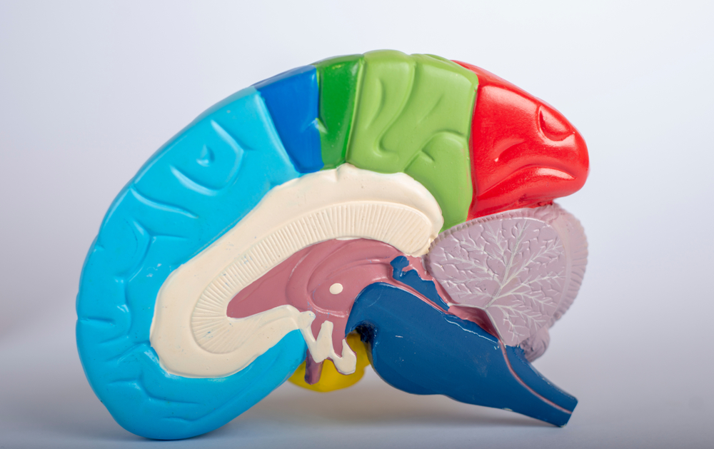 Colorful,Cross,Section,Of,Human,Brain,Anatomy. Colorful Cross Section Of Human Brain Anatomy.