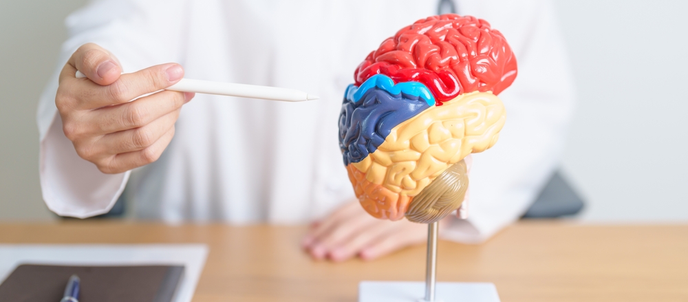 Doctor With Human Brain Anatomy Model. World Brain Tumor Day