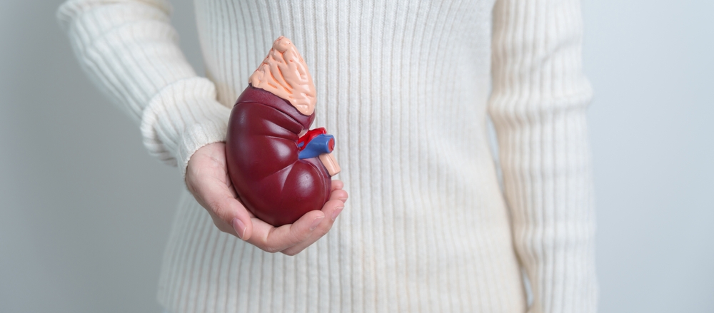 Woman Holding Anatomical Human Kidney Adrenal Gland Model. Disease Of