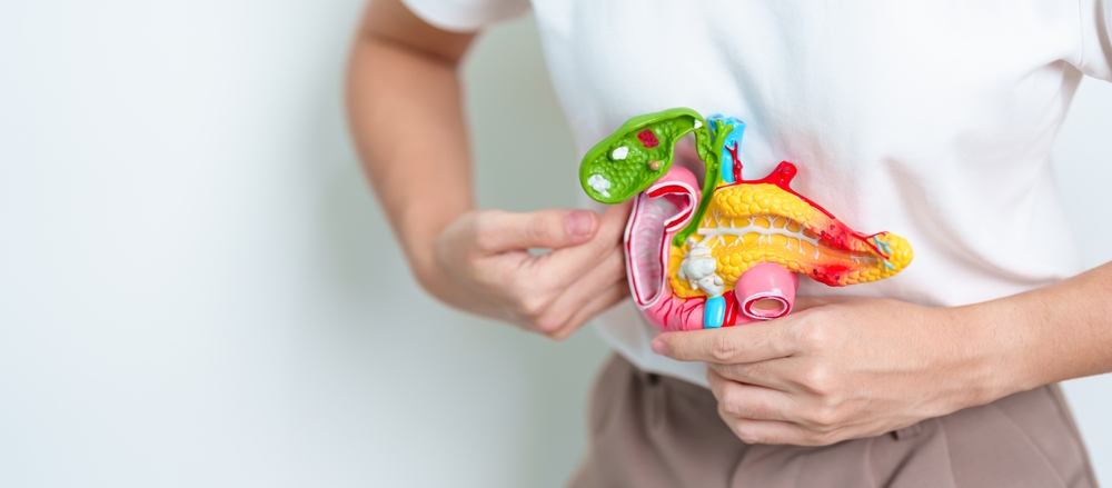 Woman Holding Human Pancreatitis Anatomy Model With Pancreas Gallbladder Bile