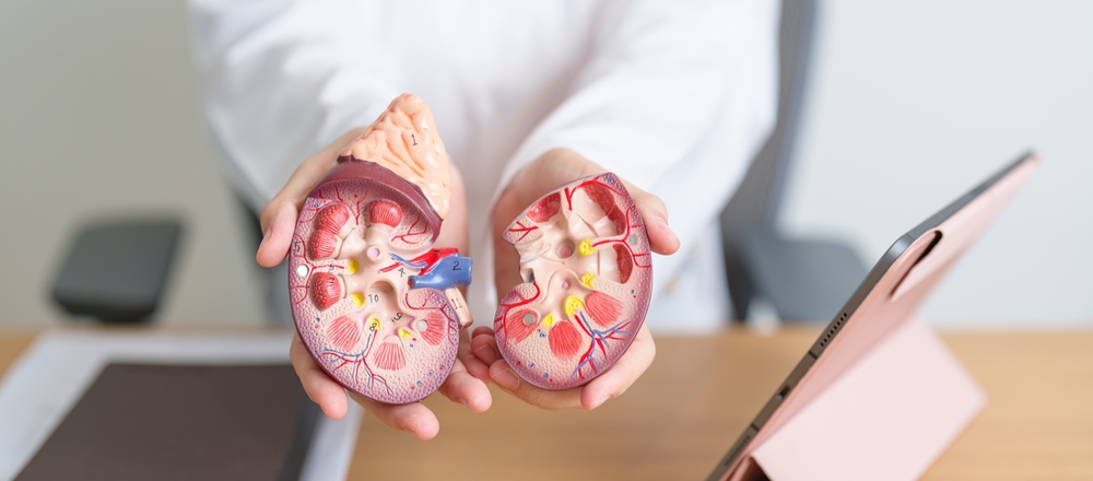 Doctor With Kidney Adrenal Gland Anatomy Model And Tablet. Disease